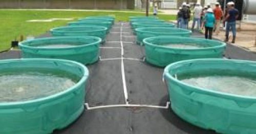 Waste Water Treatment with algae