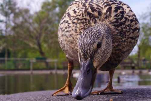 mallard