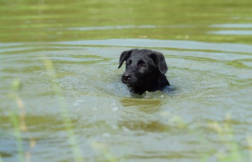 Puppy in algae